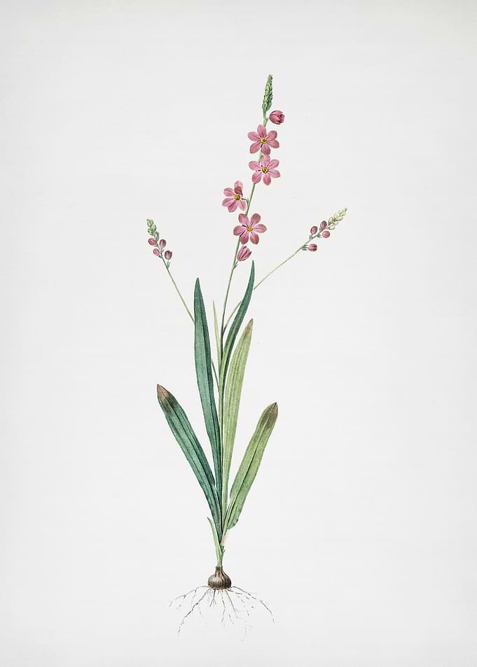 Ixia Scillaris