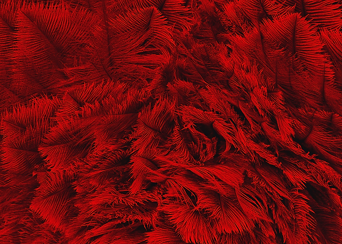 Ostrich Feathern red