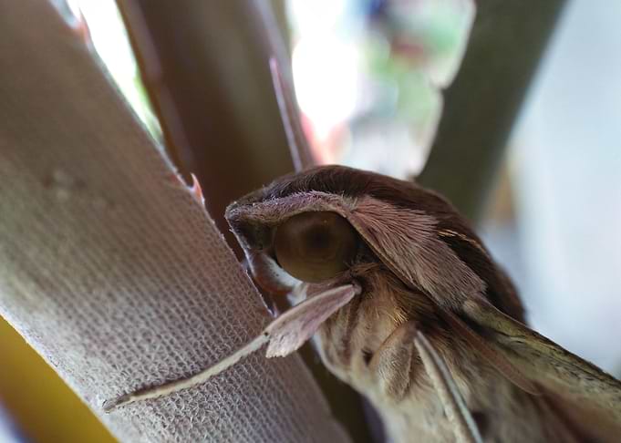 Moth 1