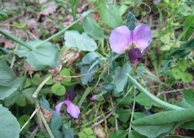 Two violets