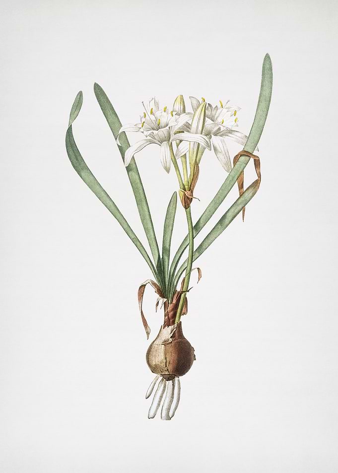 Sea Daffodil