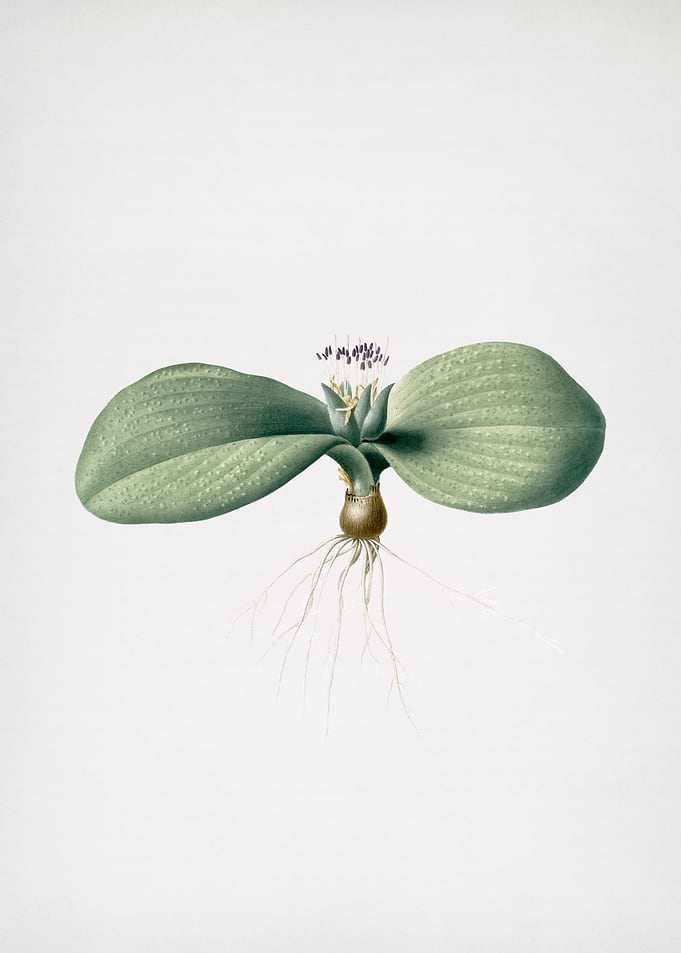 Massonia Pustulata