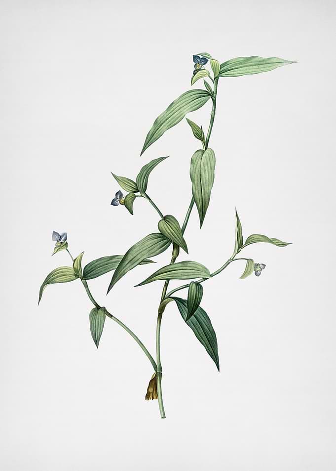 Tagblume