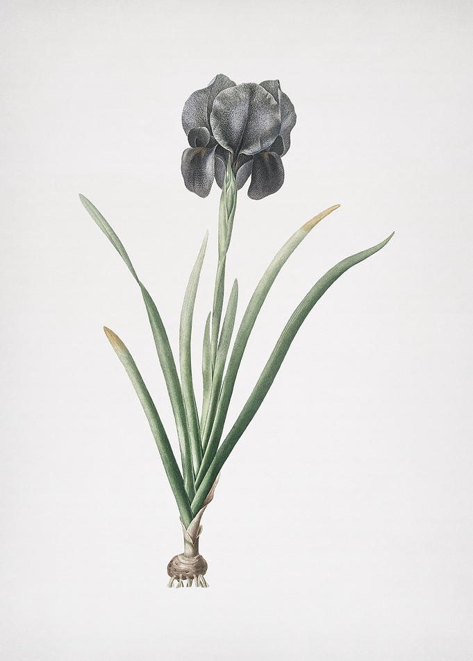 Mourning Iris