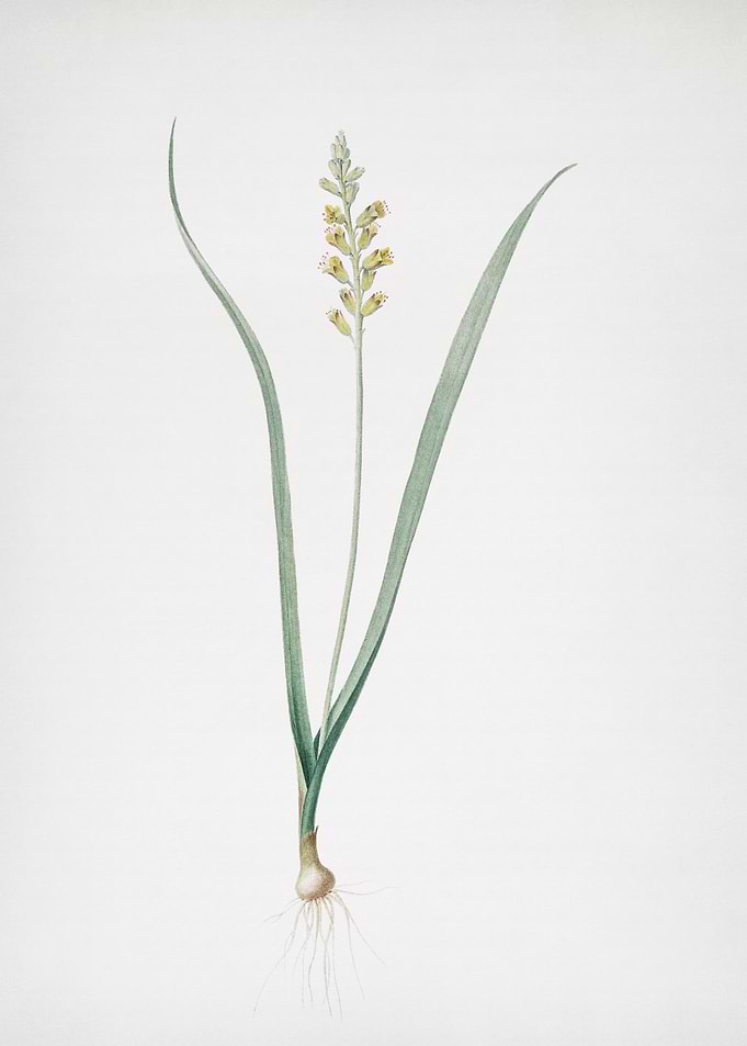 Lachenalia Pallida