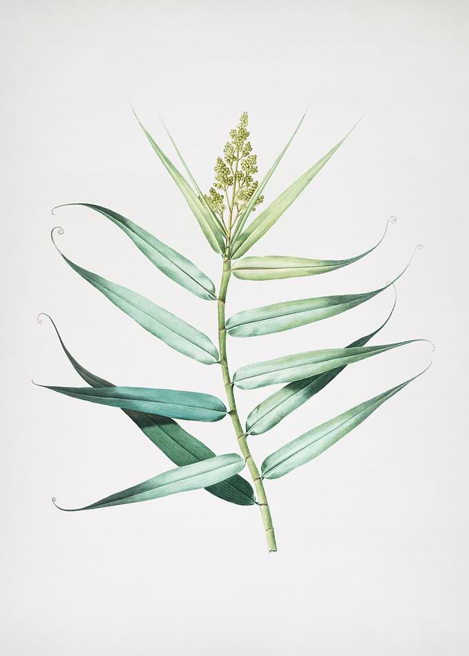 Bush Cane