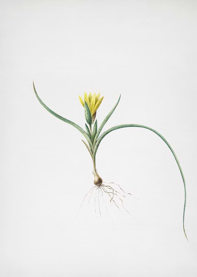 Ixia Recurva
