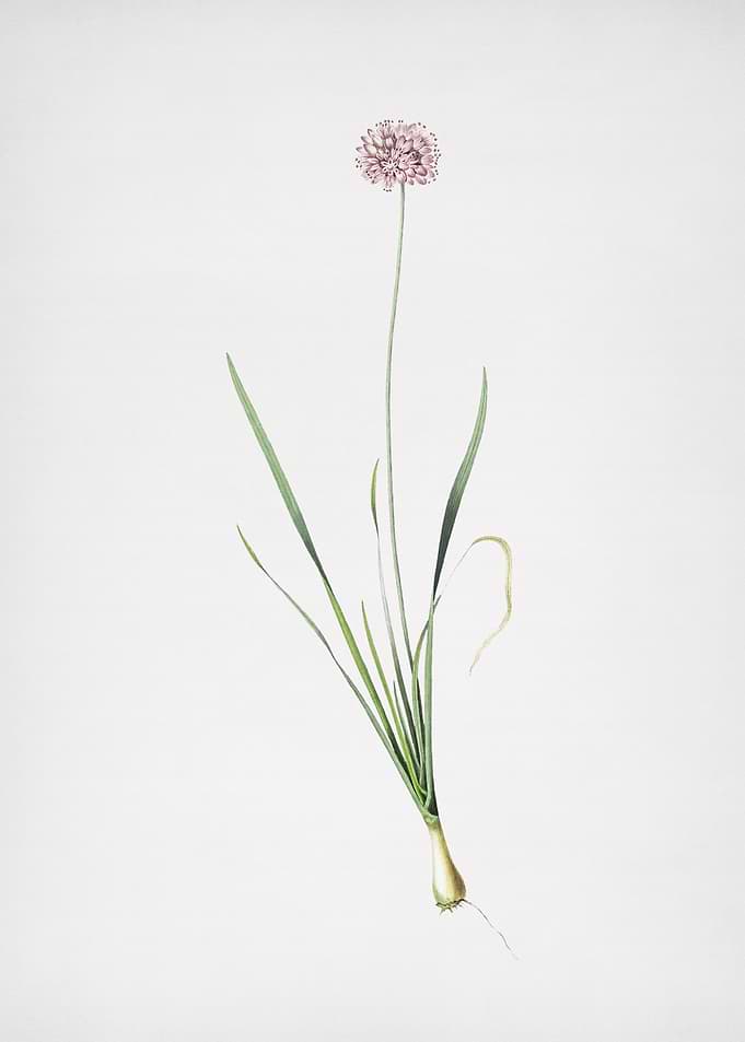 Mouse Garlic