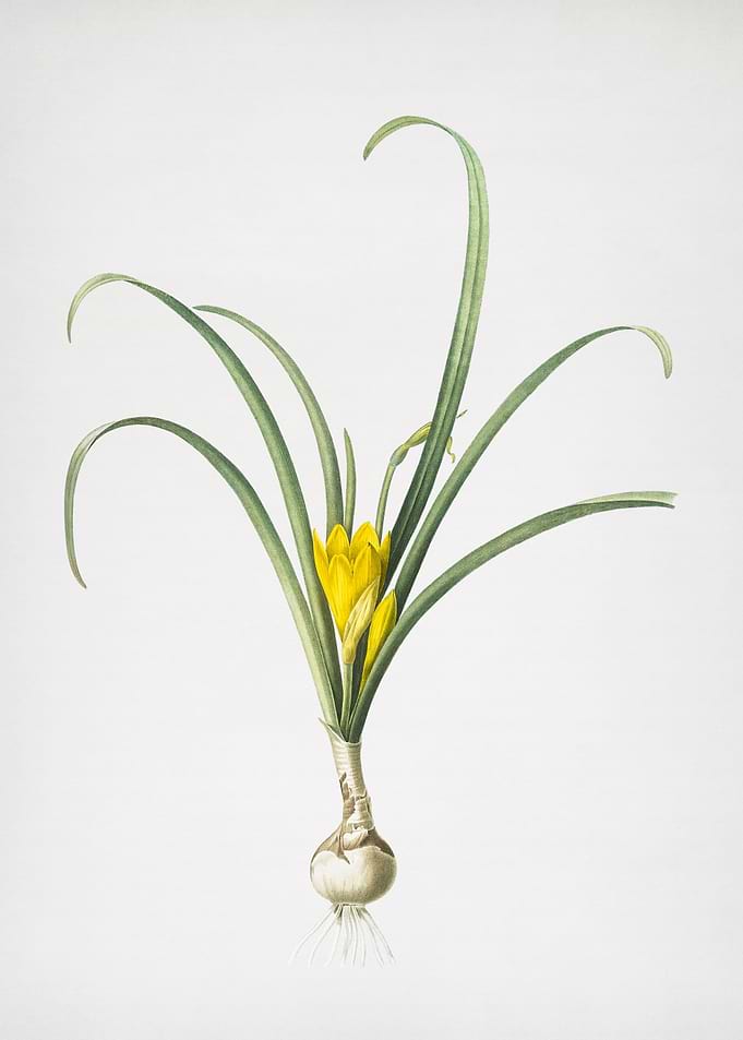 Yellow Autumn Crocus