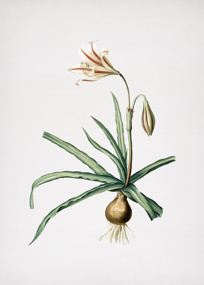 Amaryllis Broussonetii