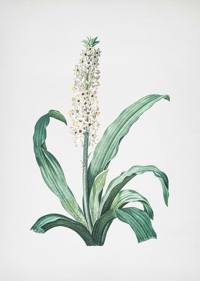 Eucomis Punctata