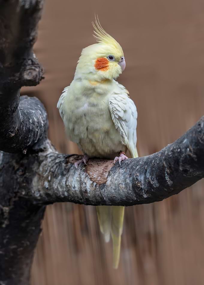 Yellow Parrot