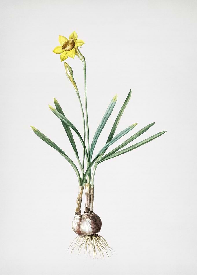 Narcissus Gouani