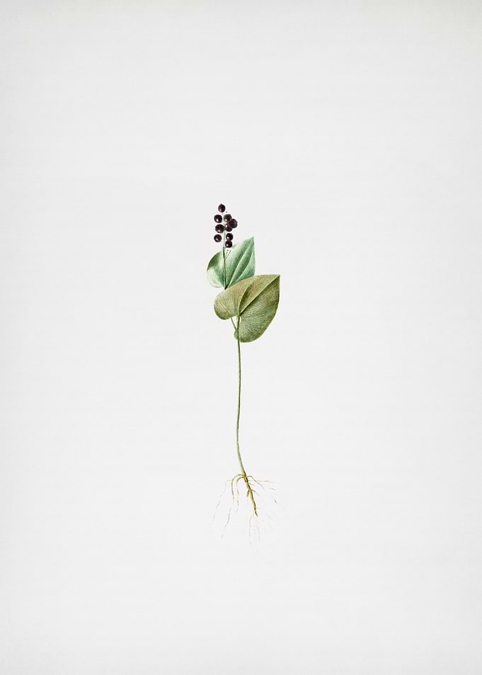 Mayanthemum