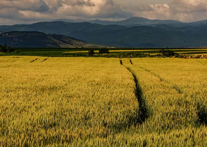 Wheat field