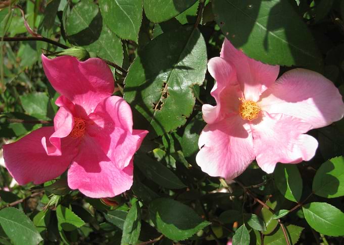 Two mutabilis roses