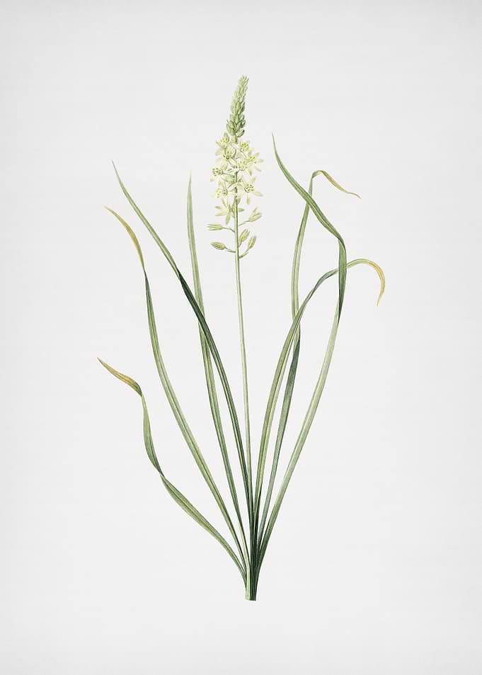 Wild Asparagus