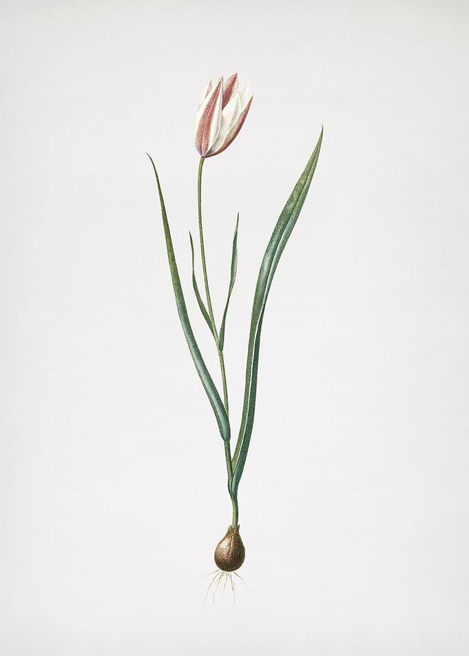 Lady Tulip