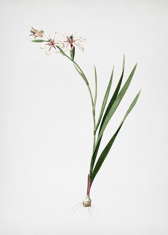 Gladiolus