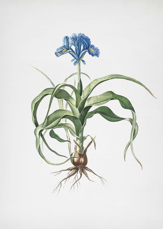Iris Scorpiodes