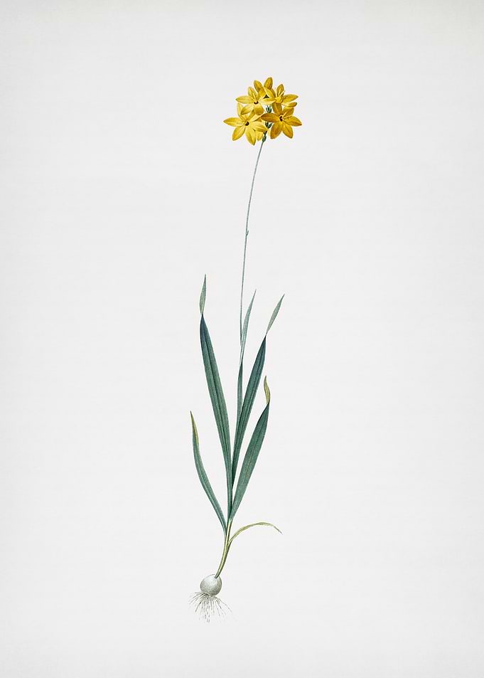 Orange Ixia