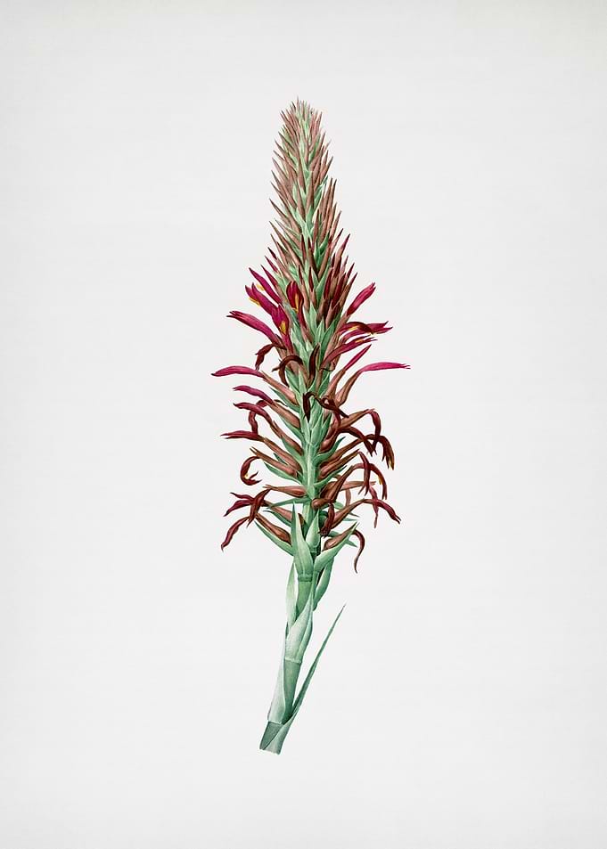 Pitcairnia Latifolia