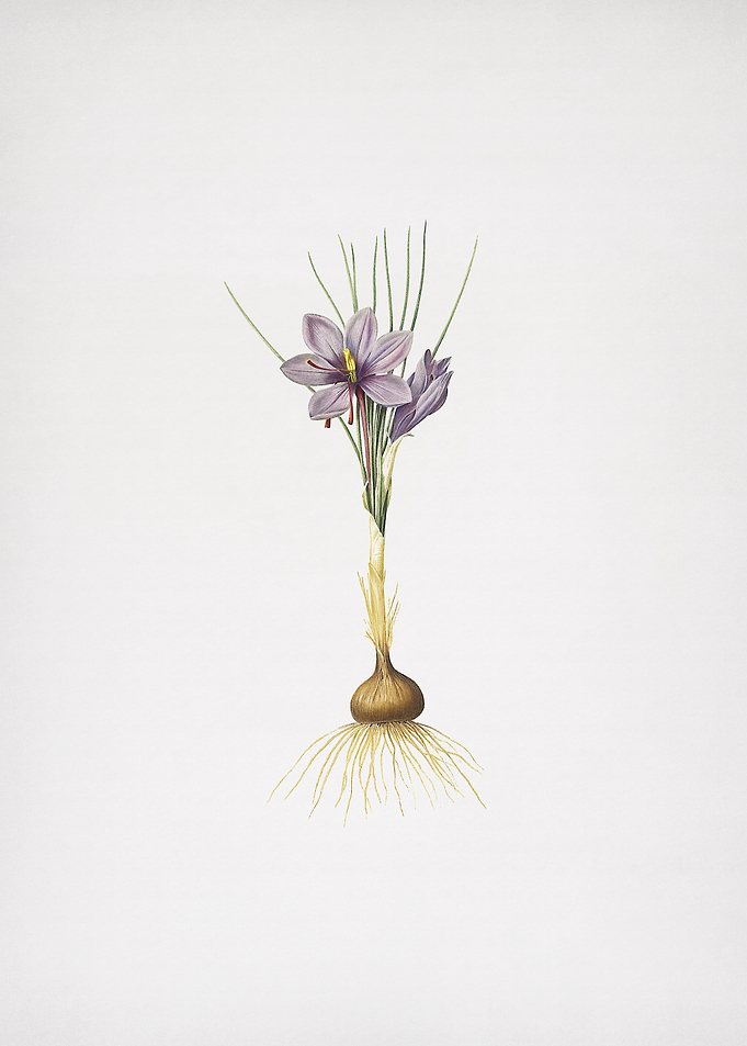 Crocus Sativus