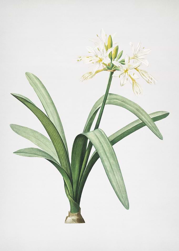 Pancratium Illyricum