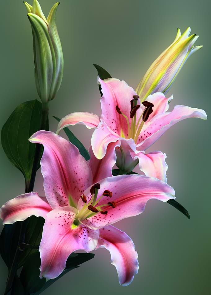Pink tiger orchid