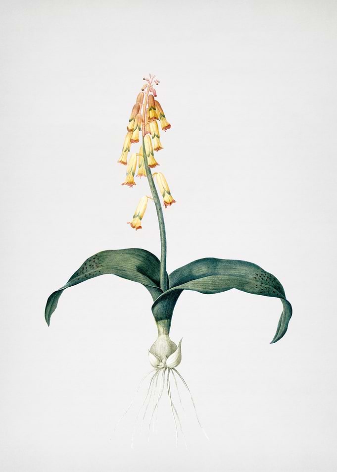 Watsonia