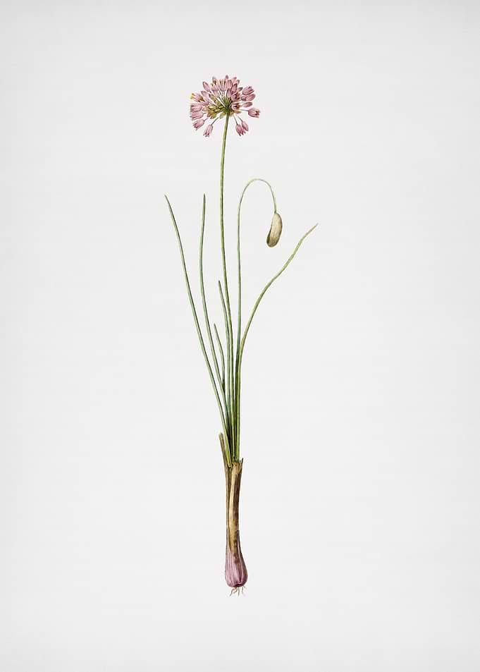 Autumn Onion
