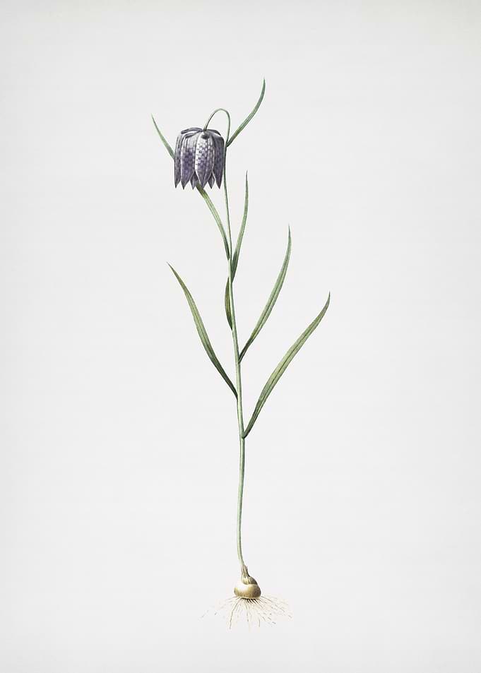 Chess Flower