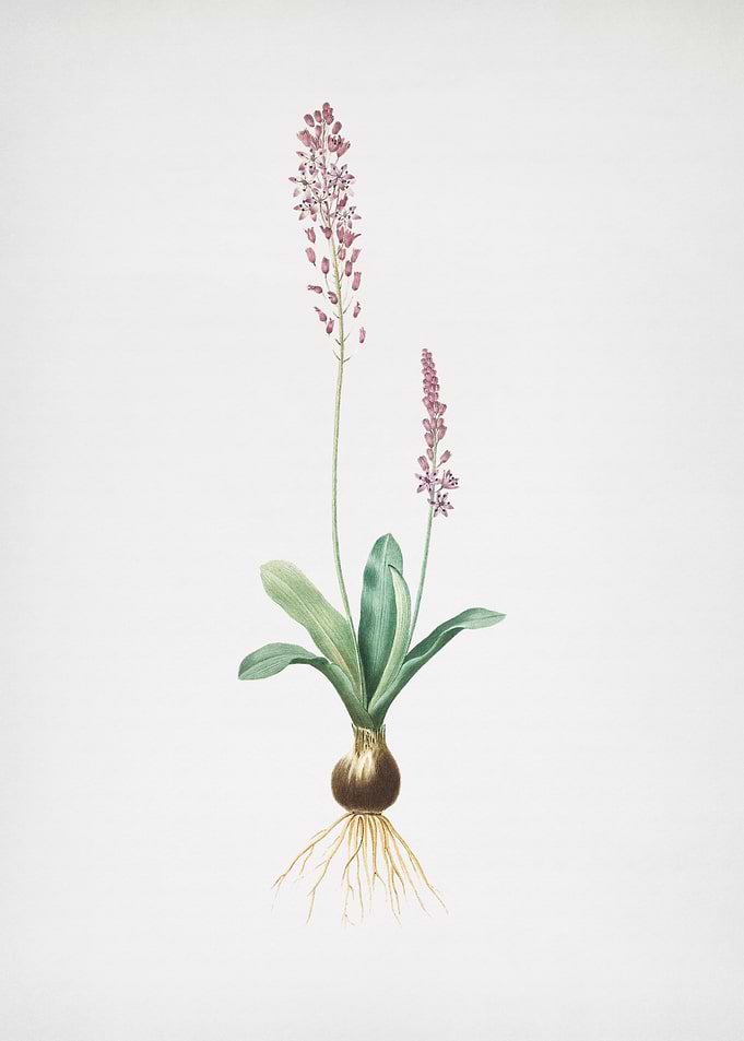 Scilla Obtusifolia