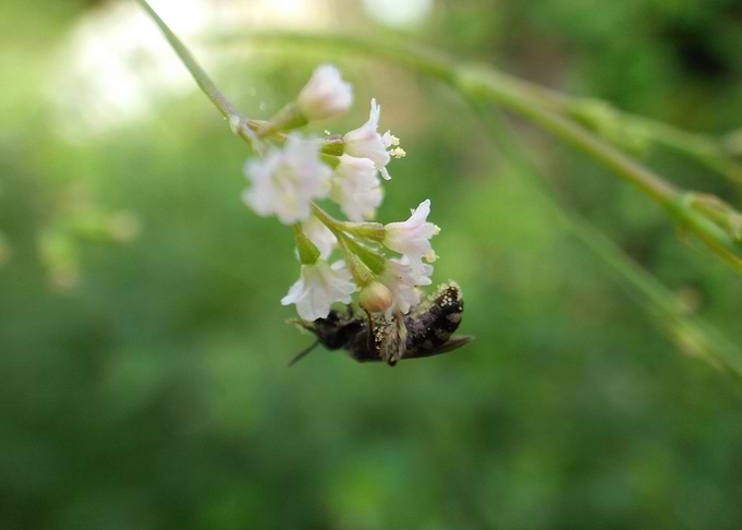 Tiny Bee 1