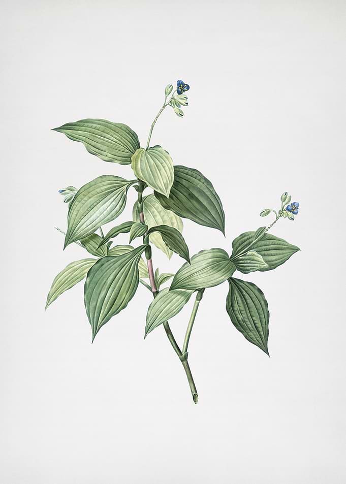 Tradescantia Erecta