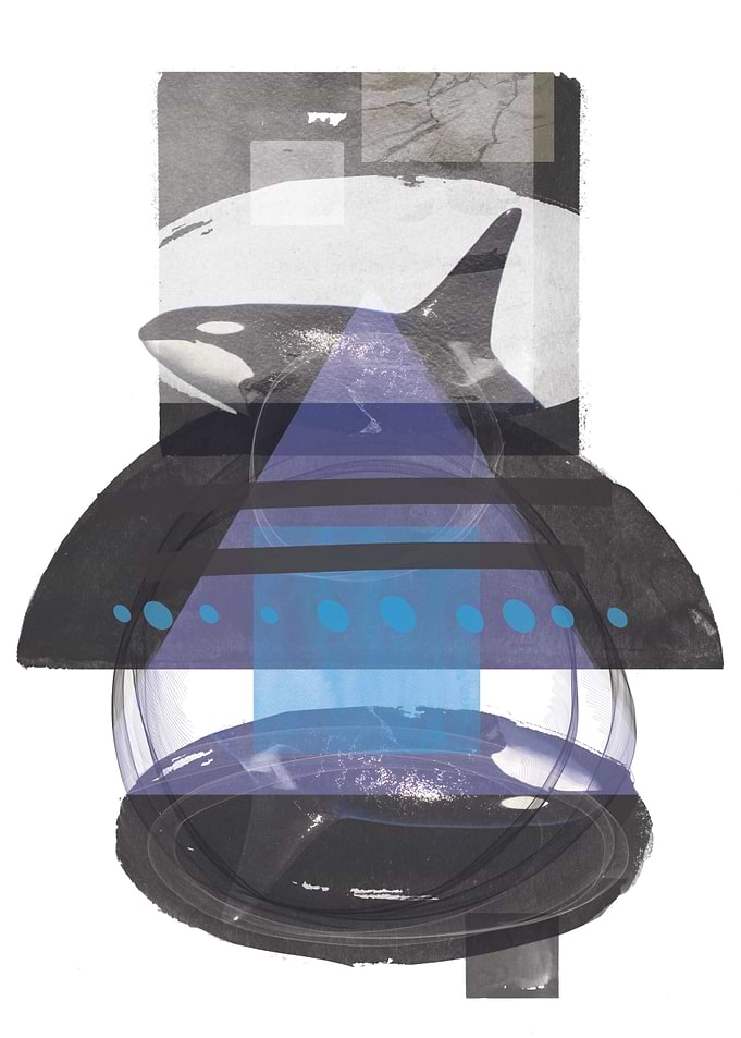 Blue Killer whale