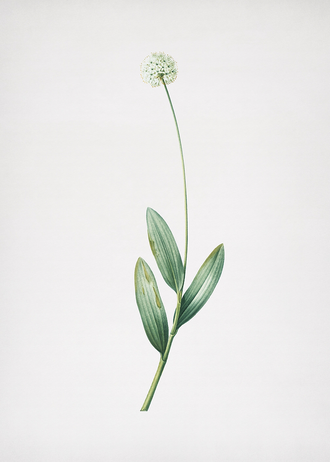 Victory Onion