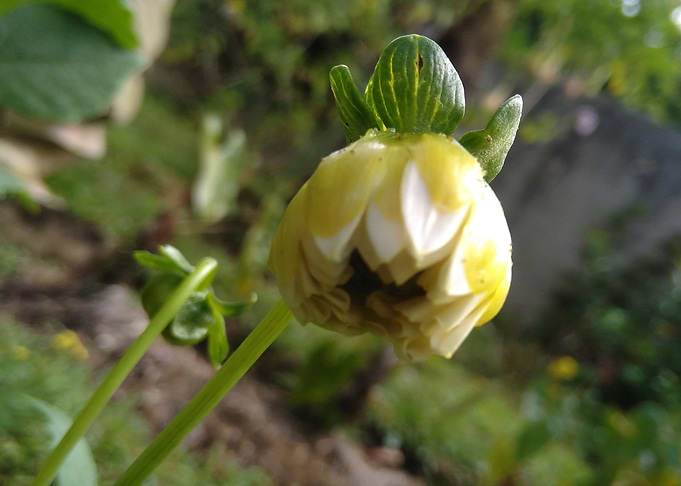 Flower Bloom