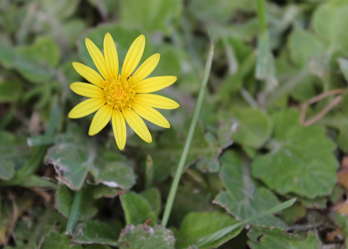 Yellow Brightness