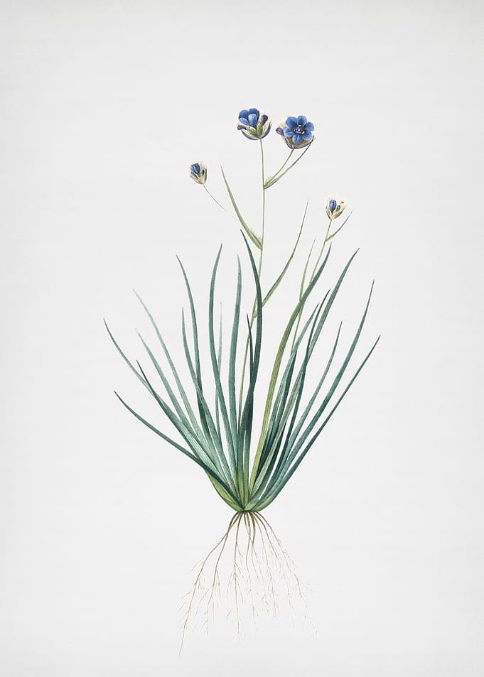 Blue CornLily