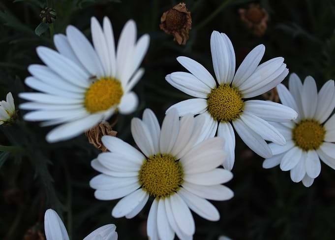 Plain beauty
