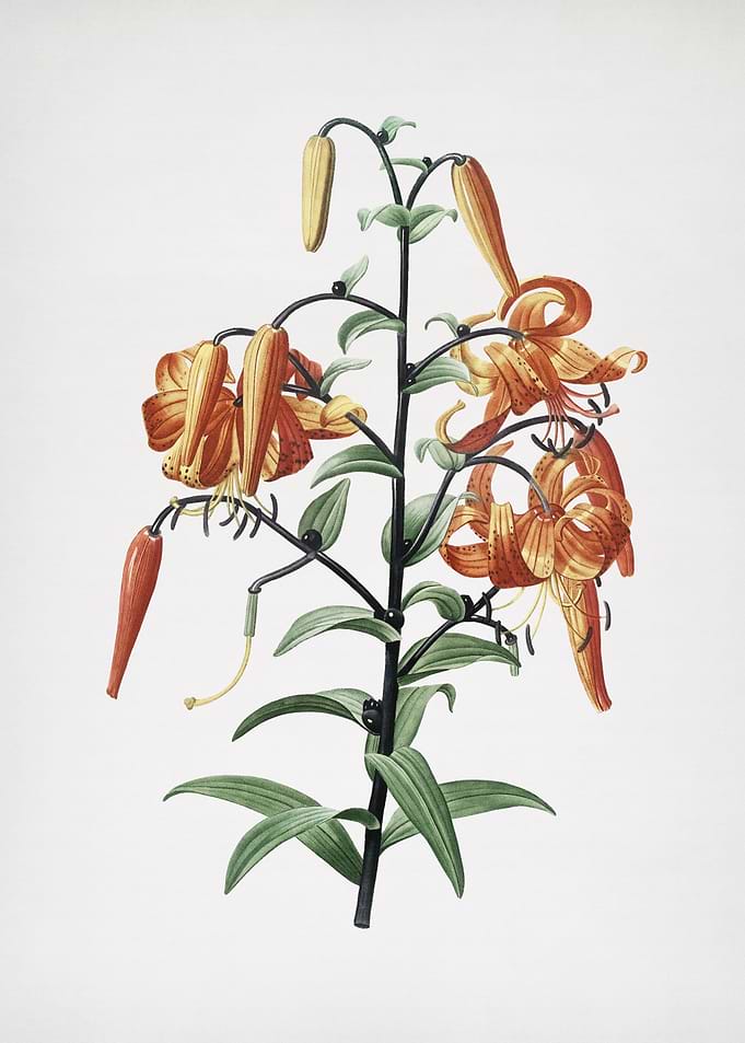 Tiger Lily