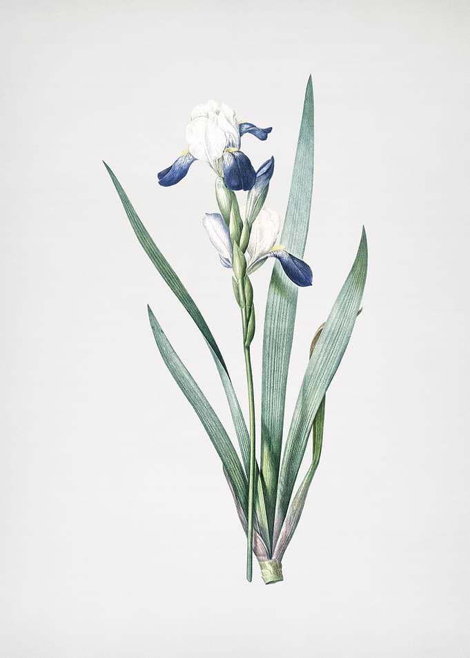 Tall Bearded Iris
