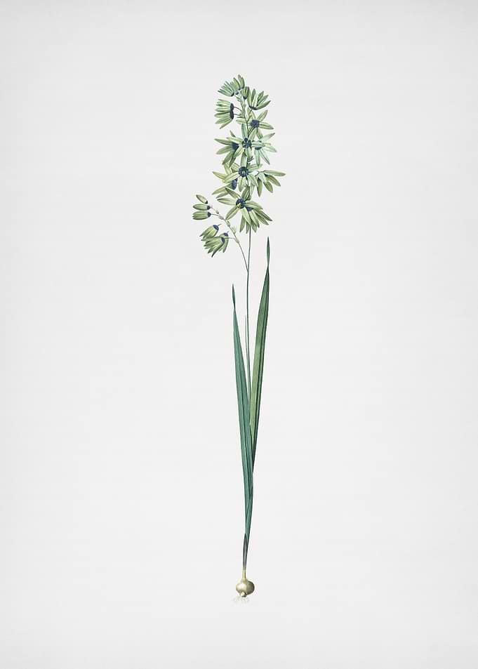 Turquoise Ixia