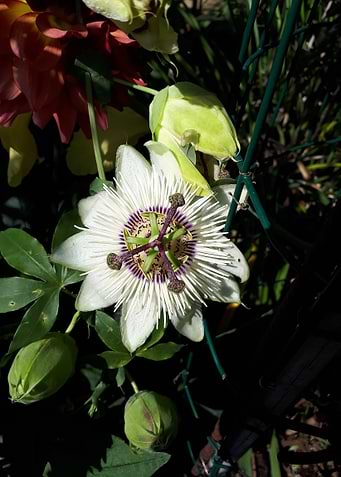 Latest drop