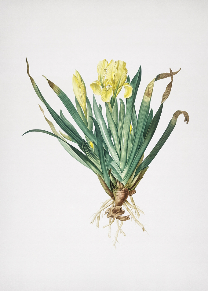 Crimean Iris