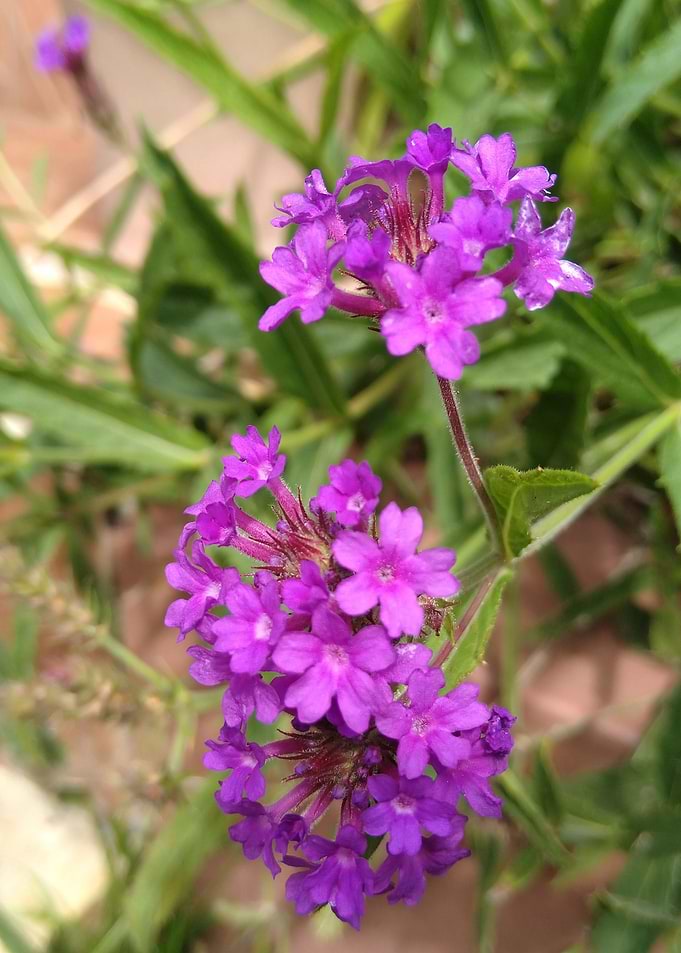 Flower Bunch