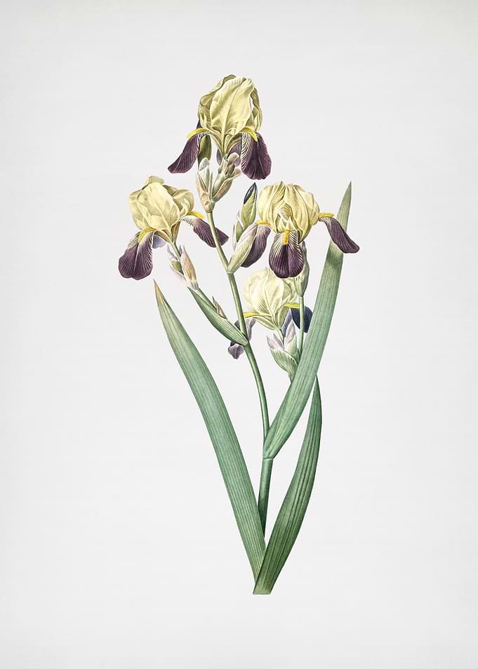 Elder Scented Iris