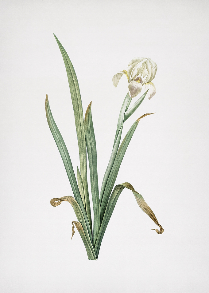 Crimean Iris