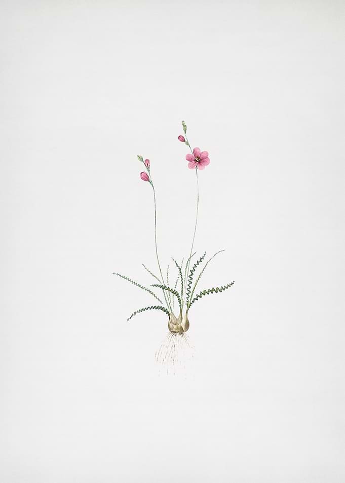 Ixia Crispa